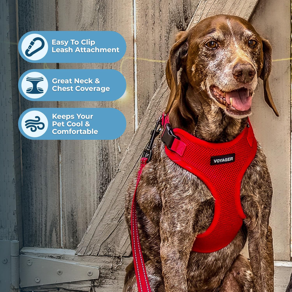 Best Pet Supplies boucle robuste du harnais assurant sécurité