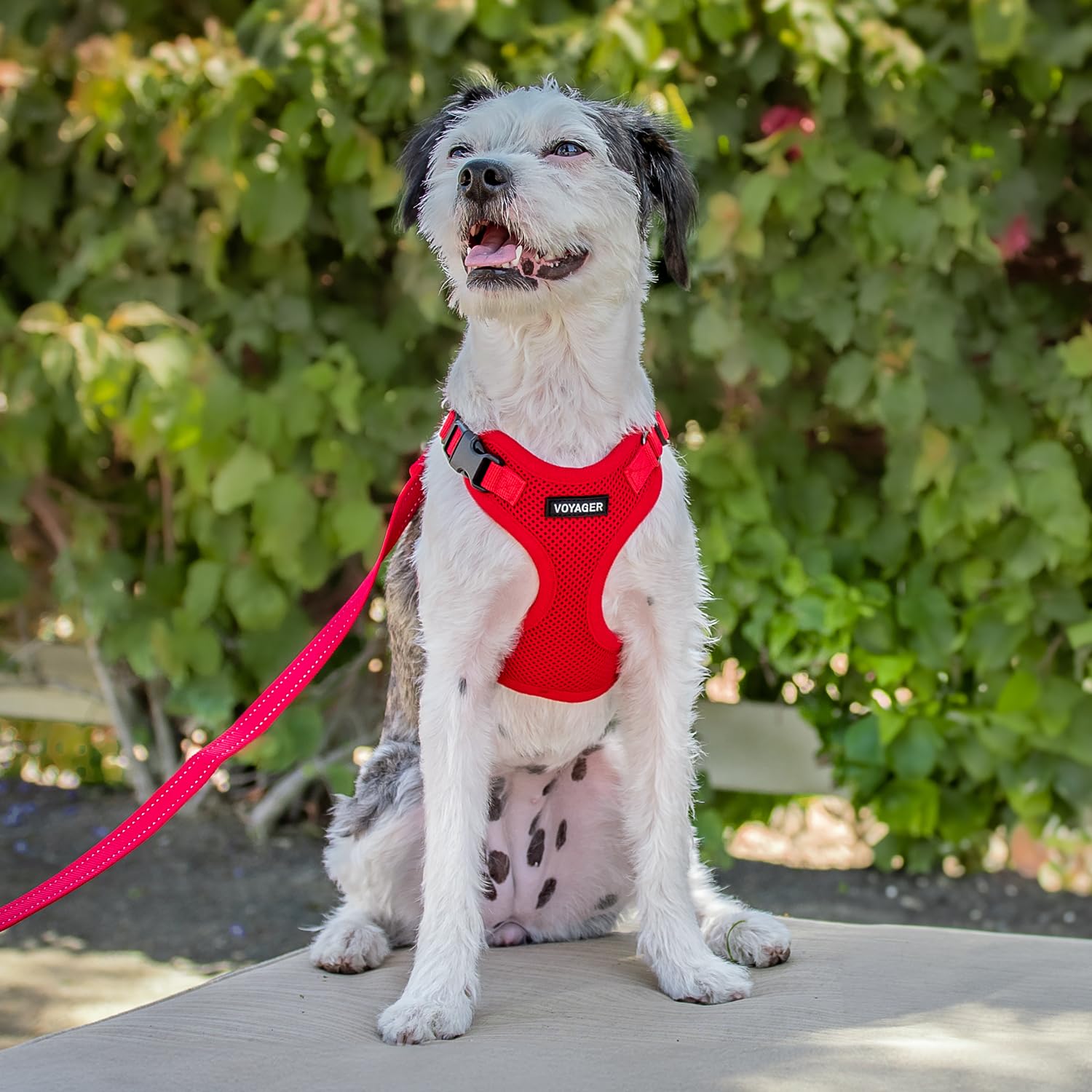 Best Pet Supplies étiquette et sangles ajustables pour personnalisation du fit