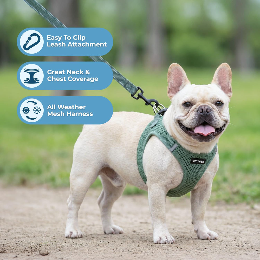 Best Pet Supplies laisse 5ft poignée néoprène montrant prise confortable et contrôle