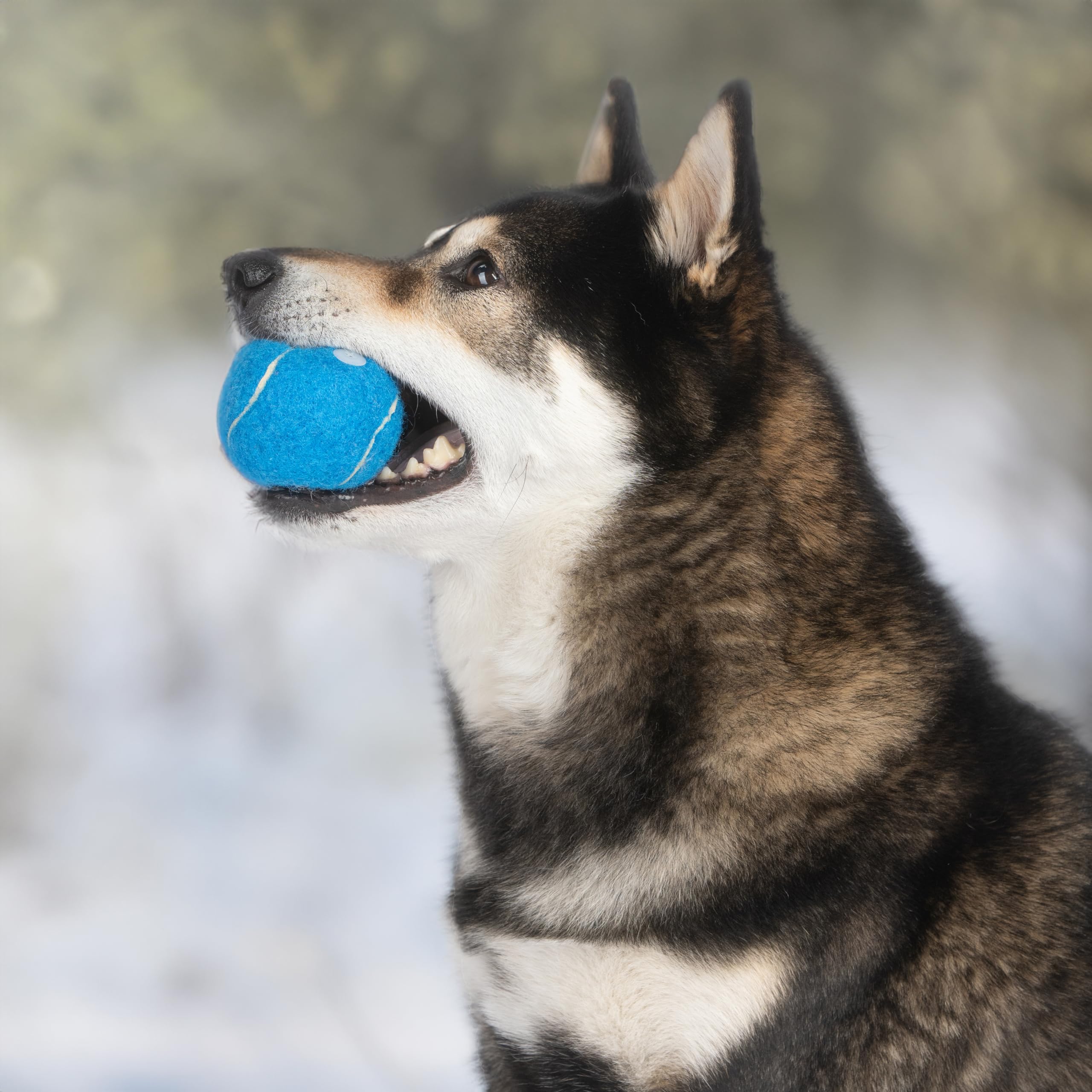 Best Pet Supplies quatuor de balles sur pelouse montrant variété de couleurs