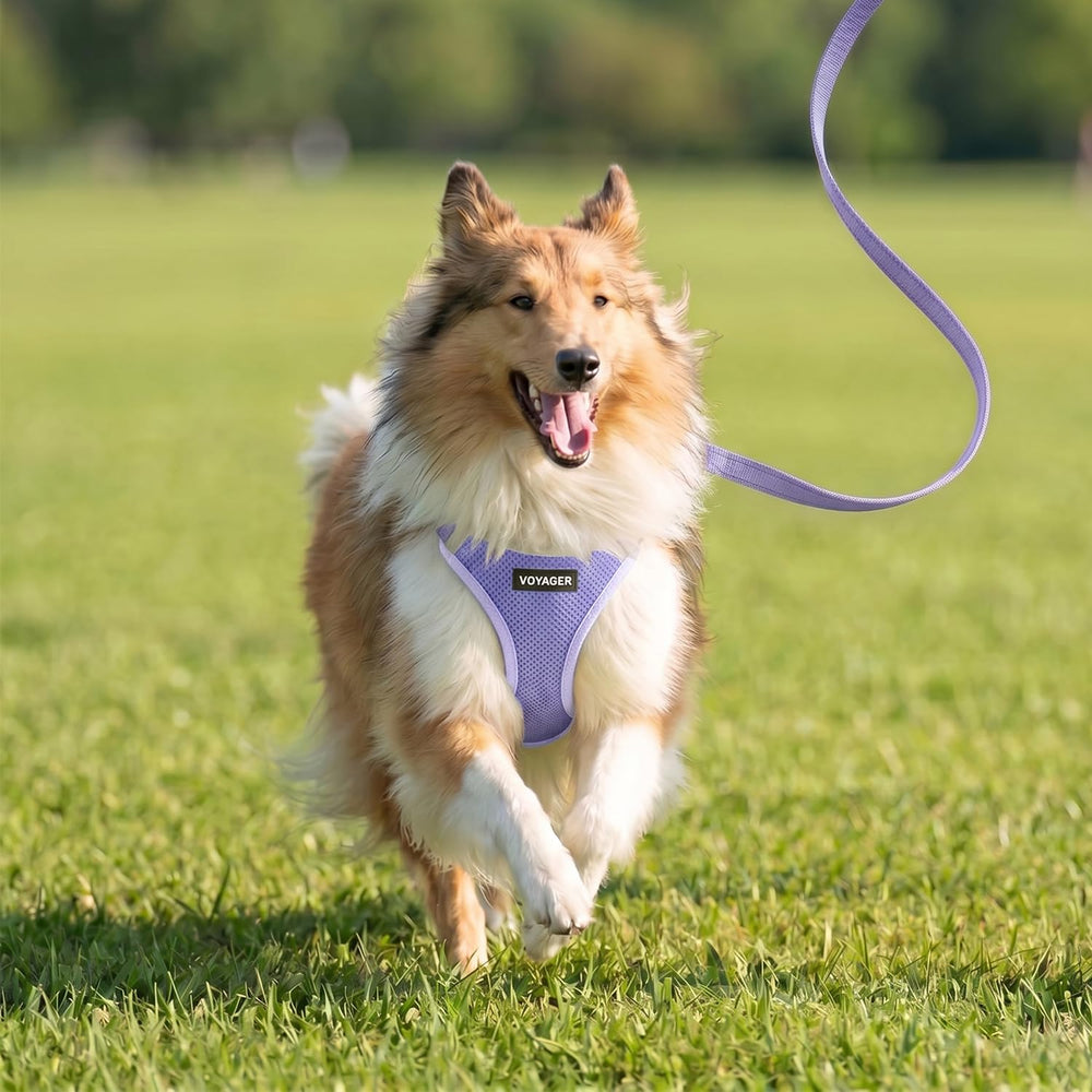 Best Pet Supplies taille XS posée près d'une règle pour vérification des mesures