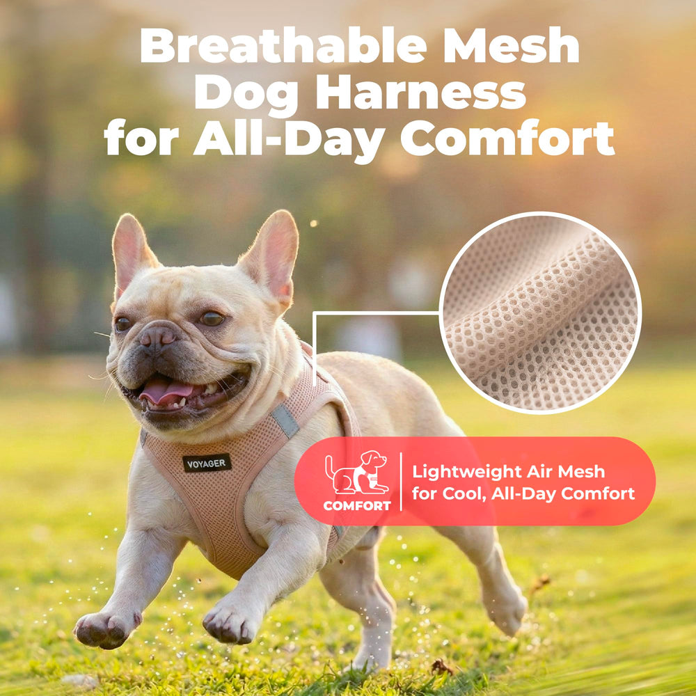 Best Pet Supplies chien marchant en enfila nt le harnais facilement