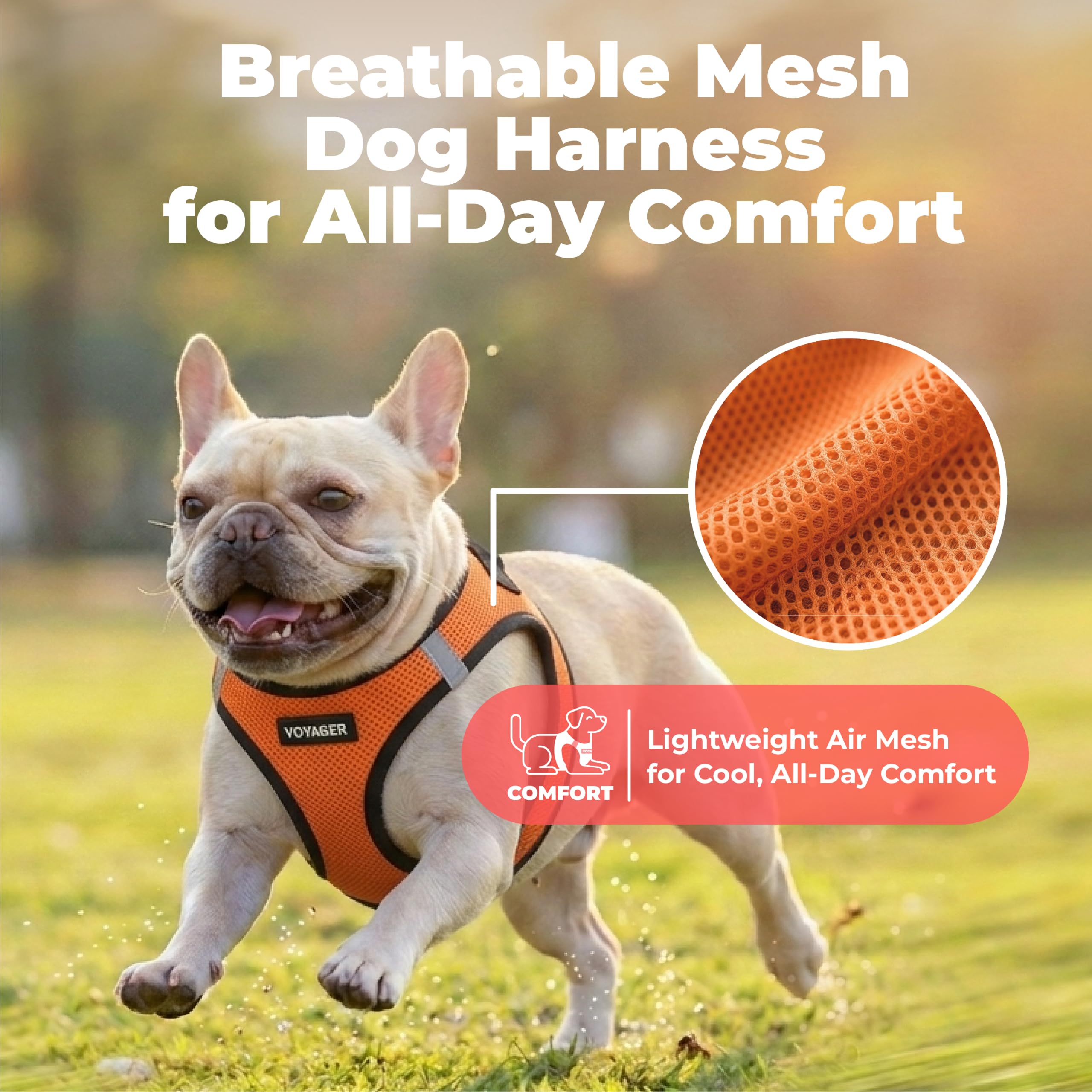Best Pet Supplies double anneaux en D robustes pour fixation sûre de la laisse