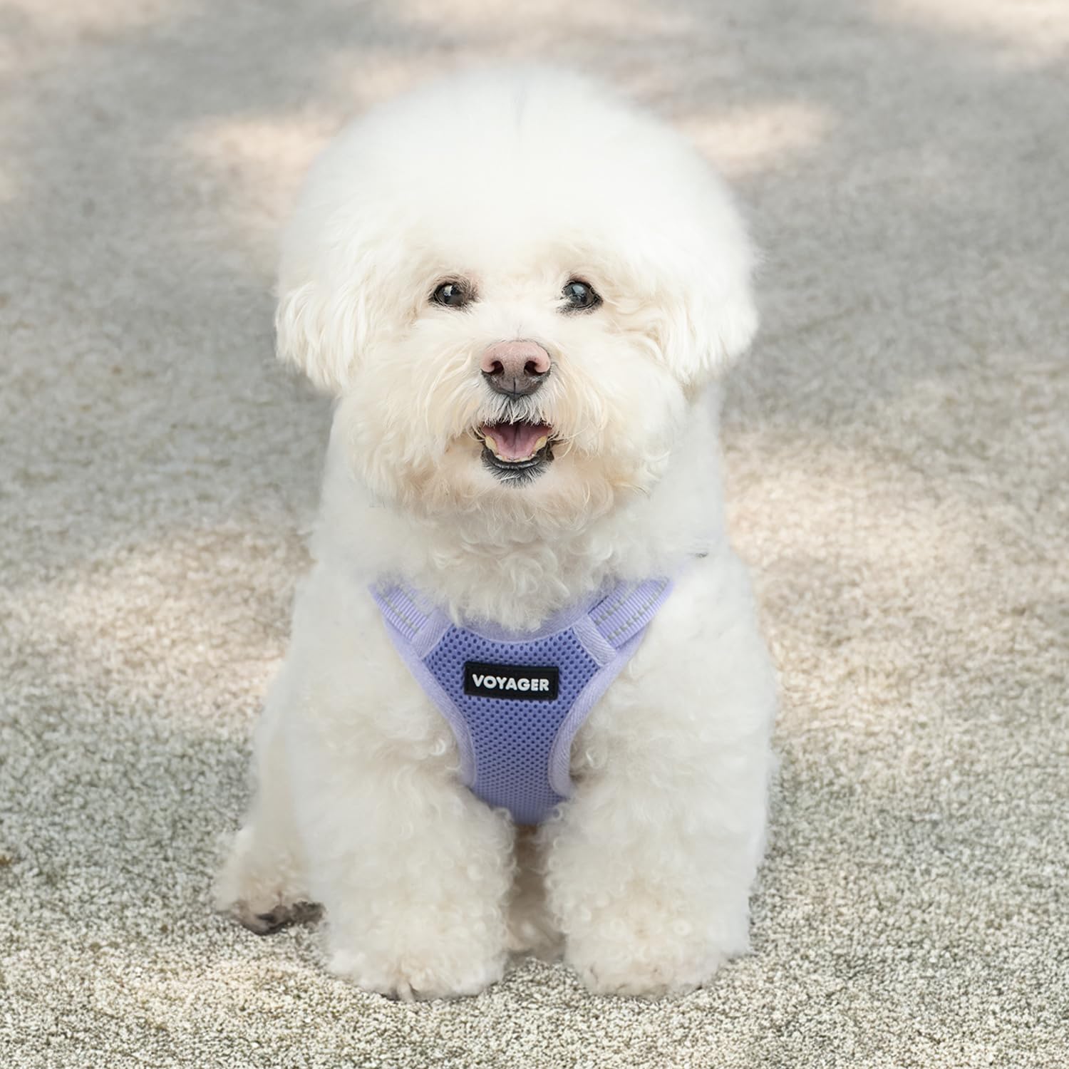 Best Pet Supplies comparaison d’échelle taille large du Voyager pour ajustement