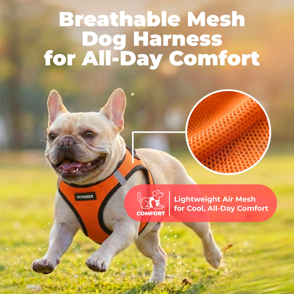 Best Pet Supplies harnais Voyager porté lors d'une promenade pour praticité