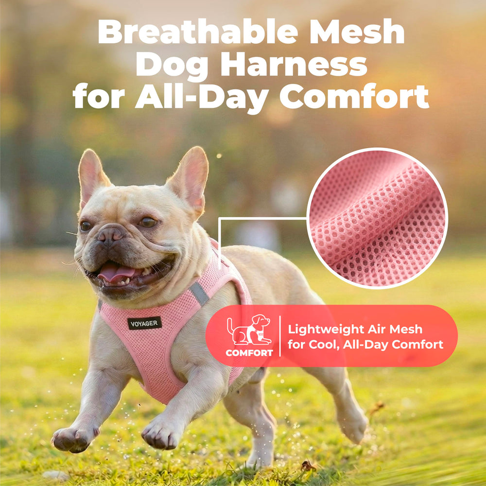 Best Pet Supplies fermeture boucle et Velcro pour ajustement sûr