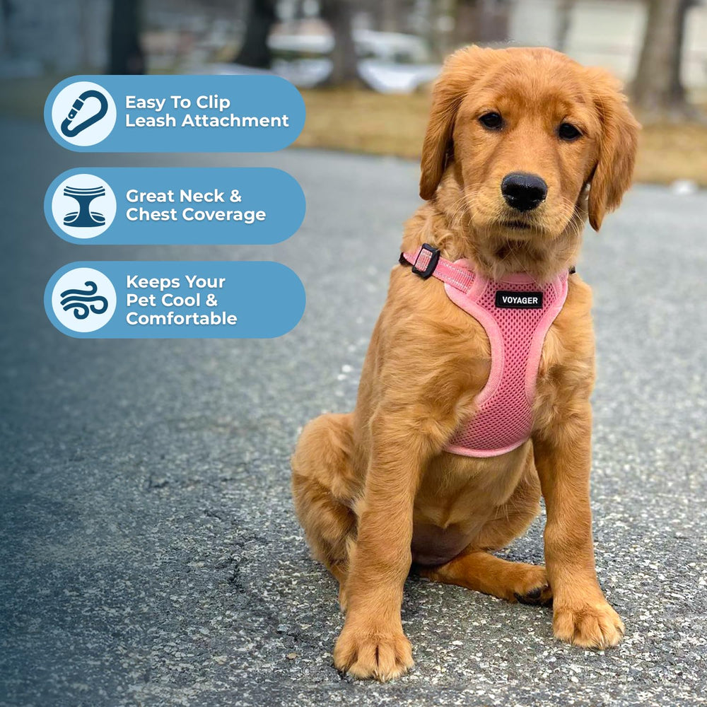 Best Pet Supplies bandes réfléchissantes 3M pour meilleure visibilité