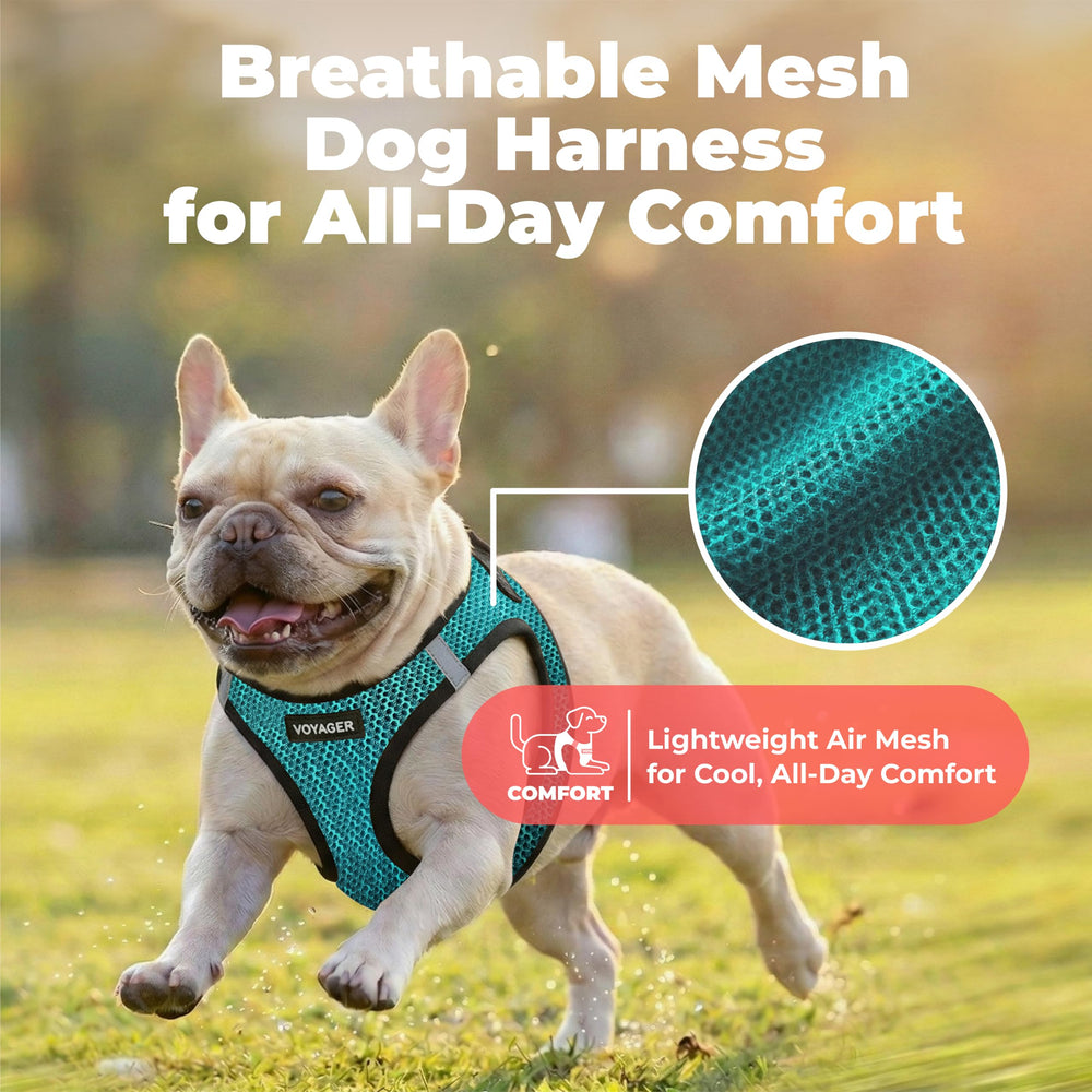 Best Pet Supplies boucle et doubles anneaux D pour fixation sûre