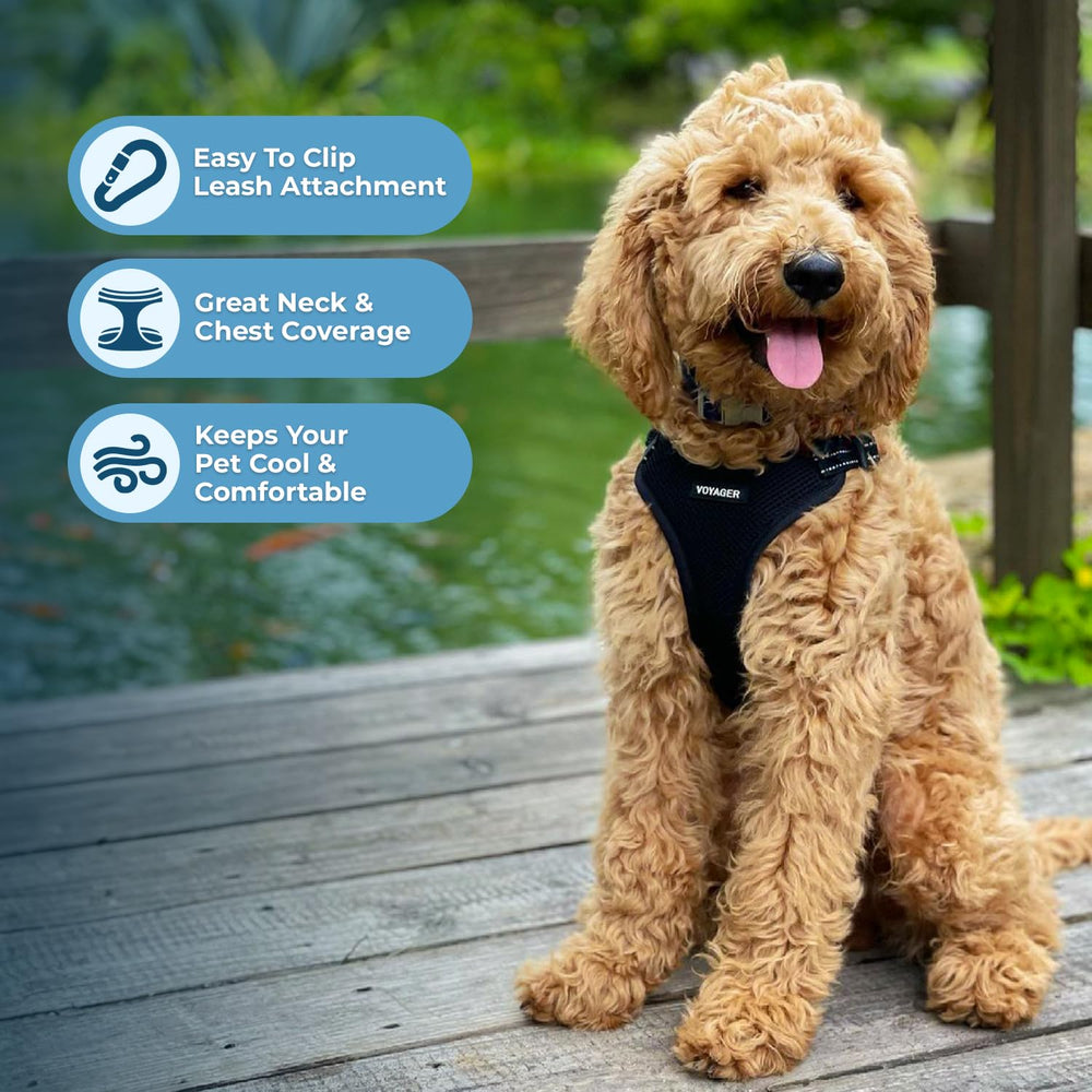Best Pet Supplies petit chien portant le harnais en promenade pour contrôle facile