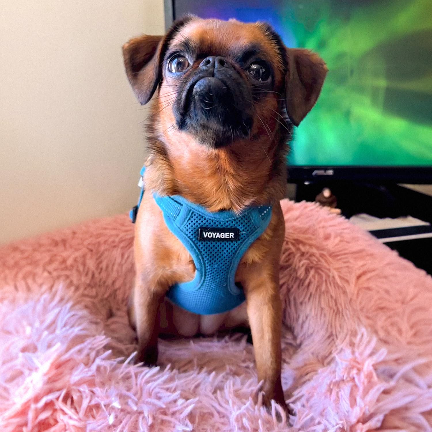 Best Pet Supplies harnais posé à côté d’un mètre pour comparaison des tailles