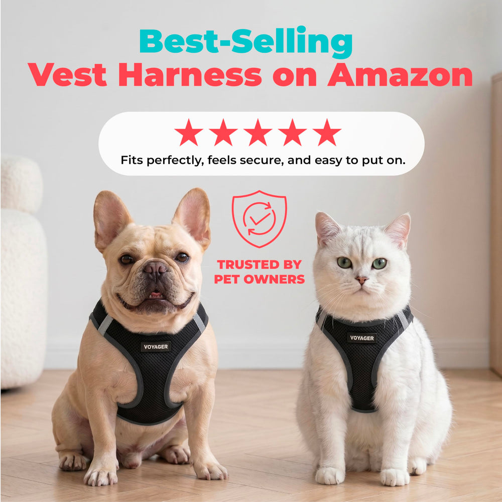 Best Pet Supplies harnais Voyager chien en promenade démontrant confort et liberté