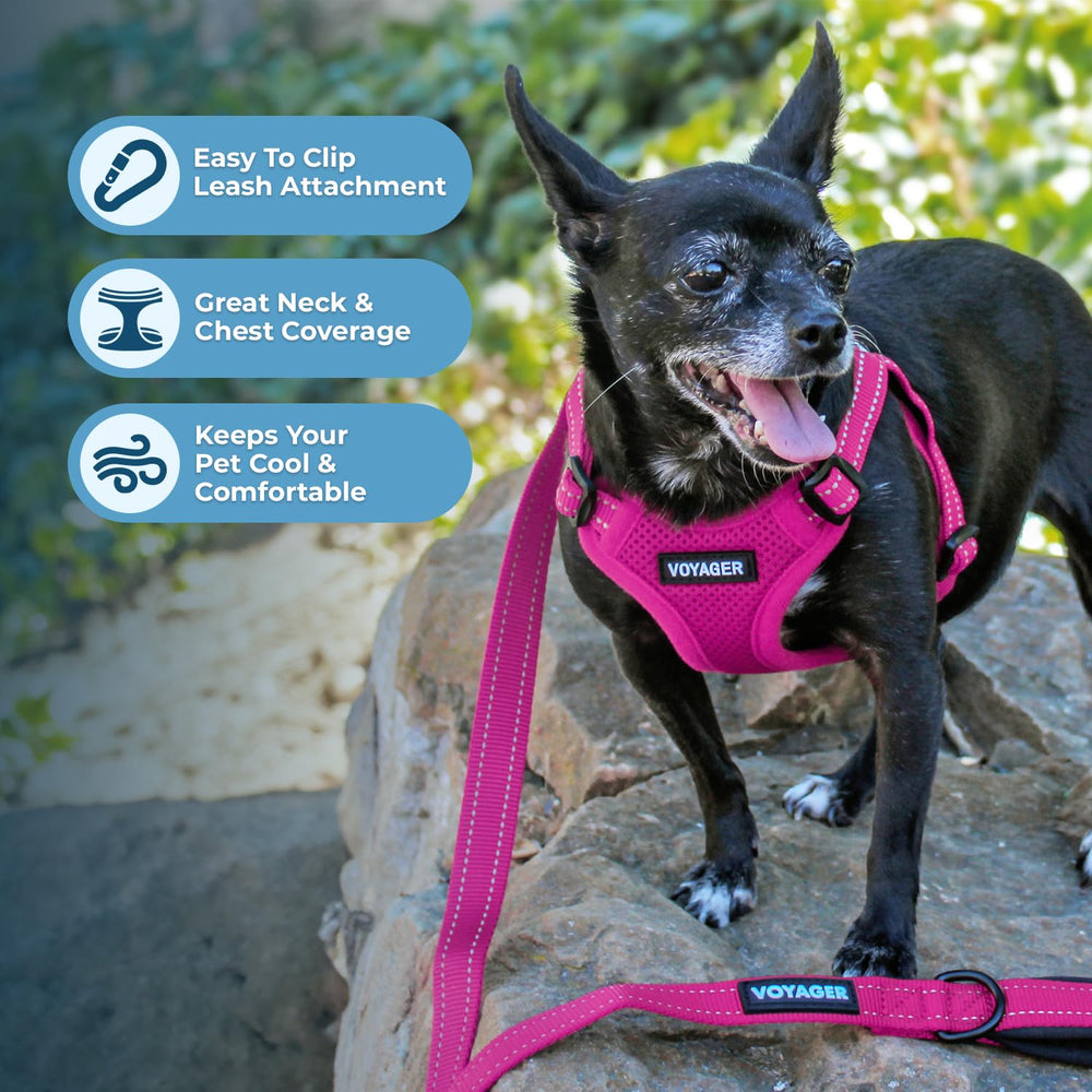 Best Pet Supplies harnais porté sur petit chien pour tenue sécurisée