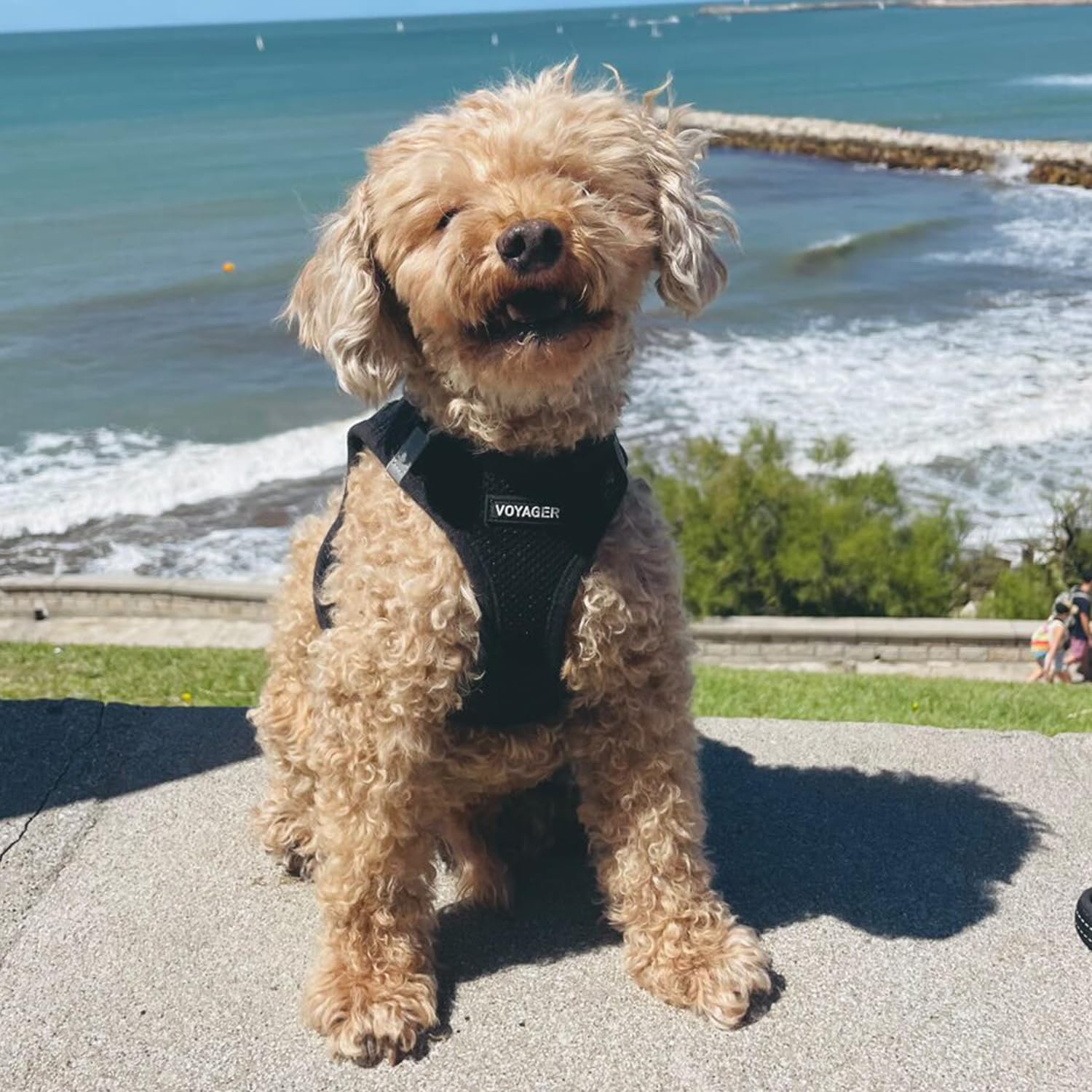 Best Pet Supplies profil latéral montrant répartition de la pression
