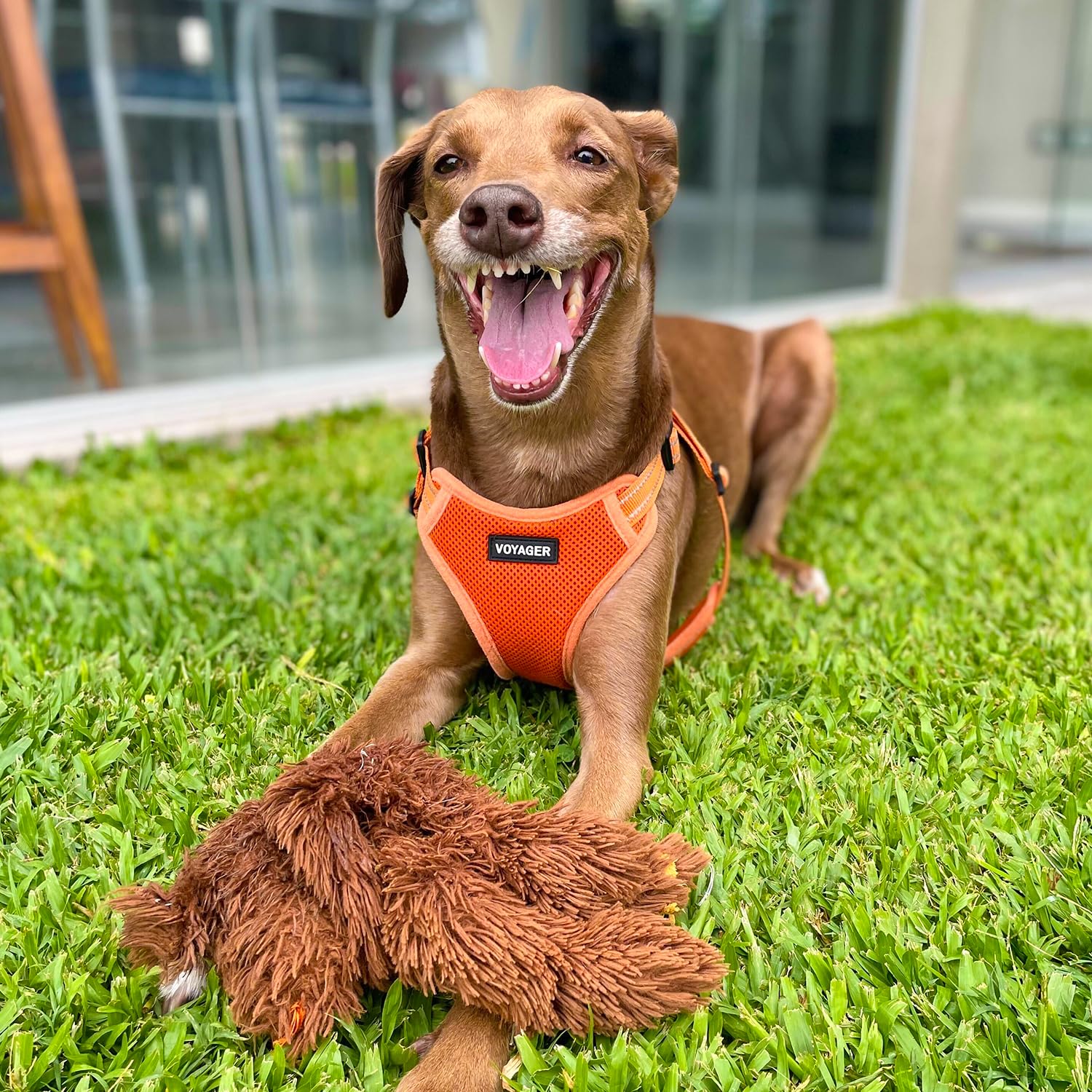 Best Pet Supplies harnais en promenade réduisant traction et stress