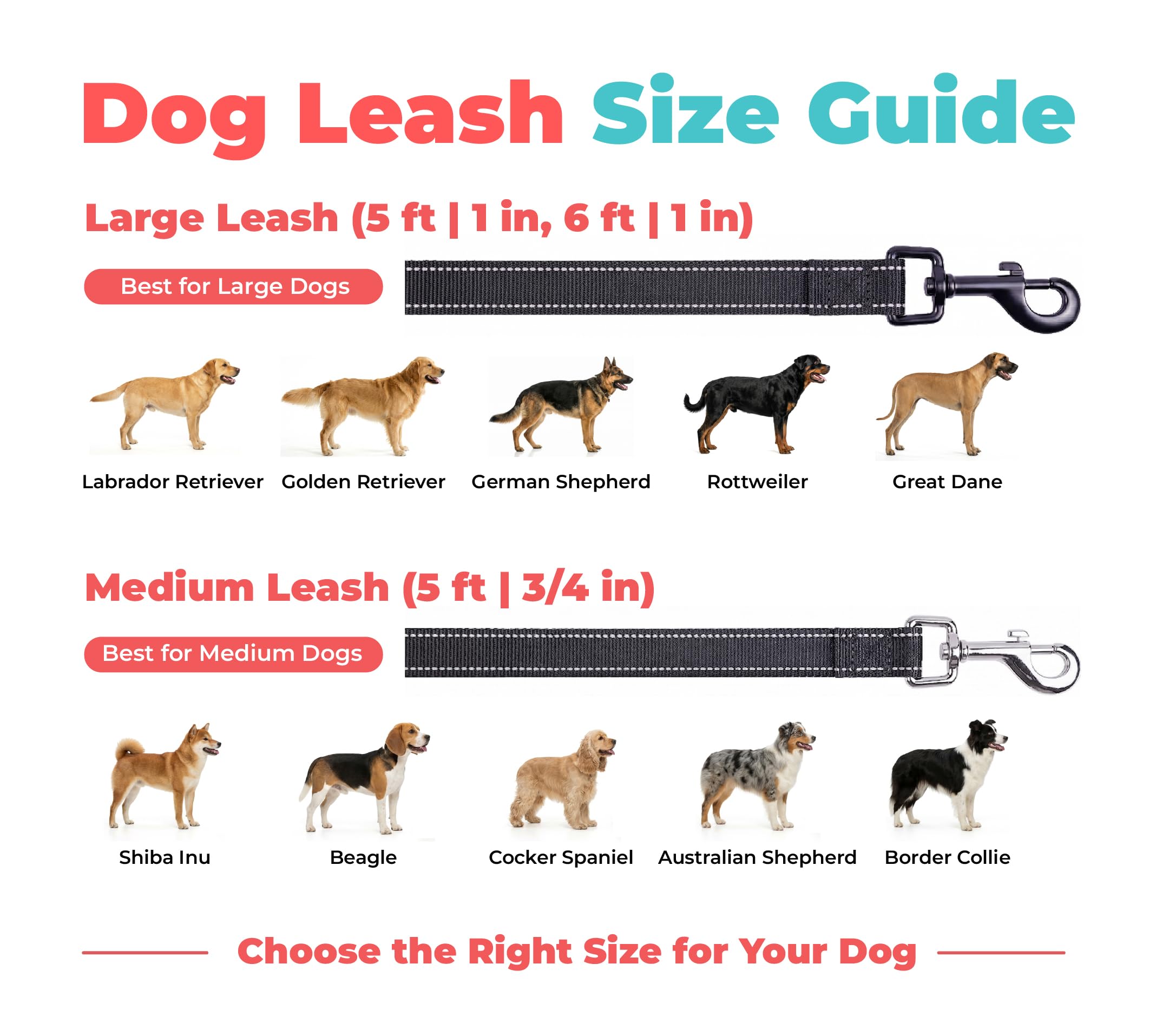 Best Pet Supplies laisse Voyager posée à côté d'une règle pour comparaison d'échelle précise