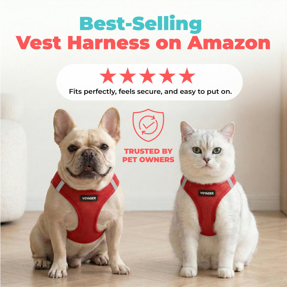 Best Pet Supplies double D-rings, offrent fixation solide pour la laisse