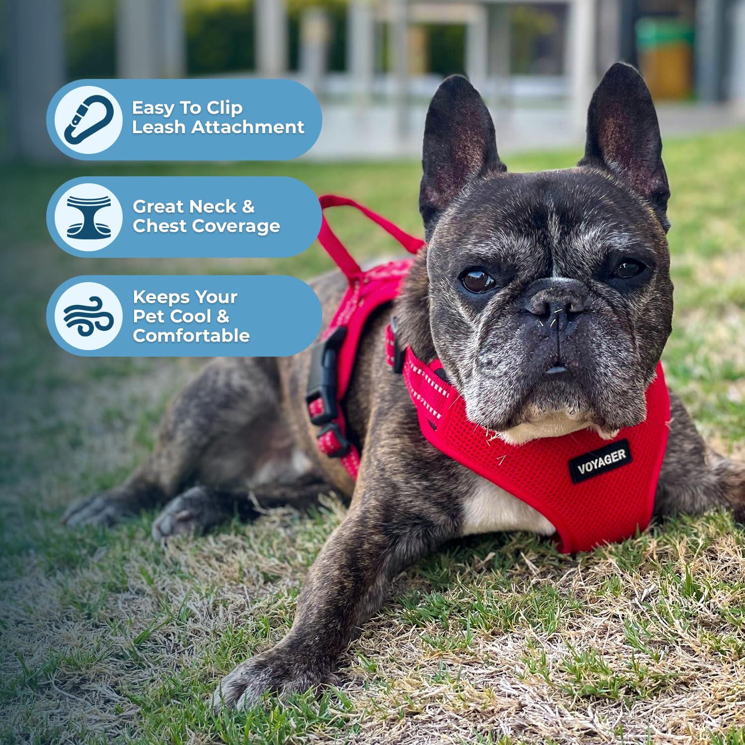 Best Pet Supplies harnais Voyager sangle réfléchissante 3M pour meilleure visibilité