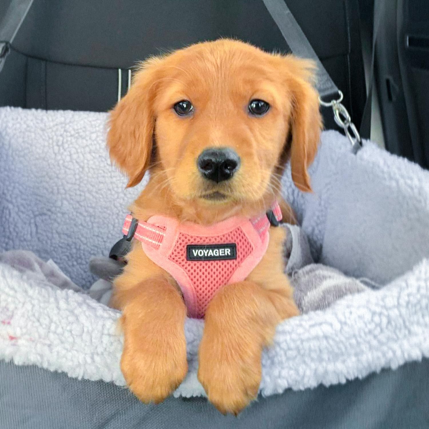 Best Pet Supplies harnais résistant à la pluie pour sorties par tous temps
