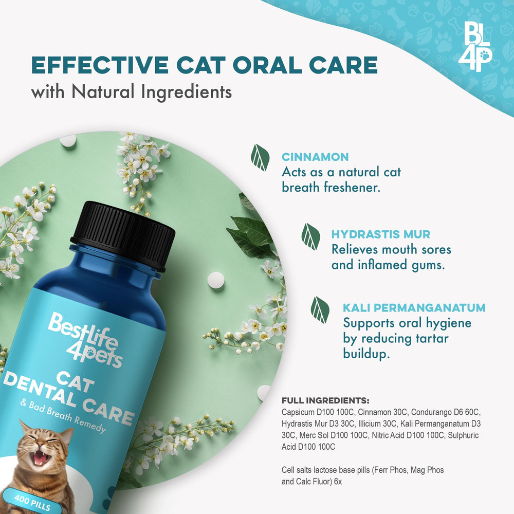 BestLife4Pets chat mange sans stress montrant meilleur confort buccal