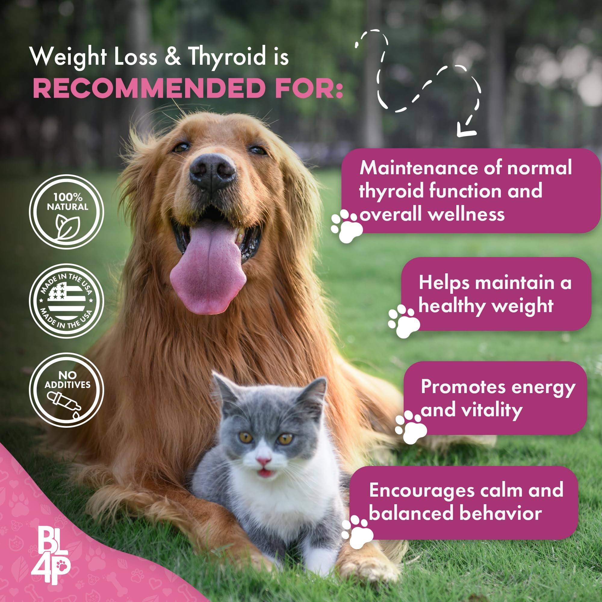 bestlife4pets chat reposant mais plus alerte après supplémentation