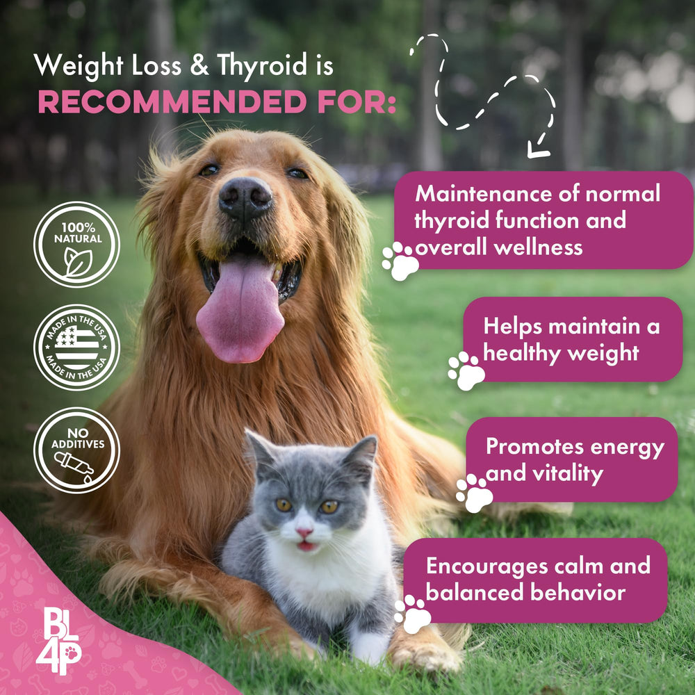 bestlife4pets chat reposant mais plus alerte après supplémentation