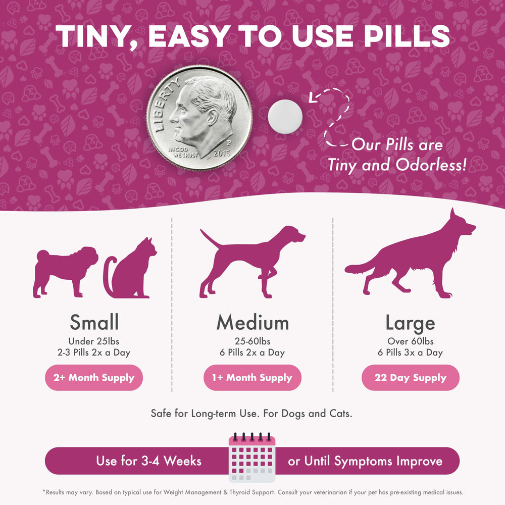 bestlife4pets chien actif après utilisation montrant plus d’énergie