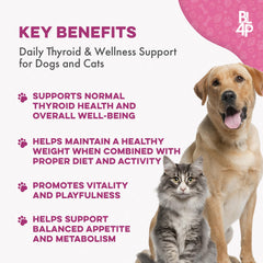 bestlife4pets comprimé dissimulé dans une friandise pour acceptation aisée