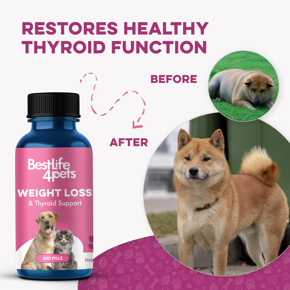 bestlife4pets comprimé dissous dans l’eau pour administration sans stress