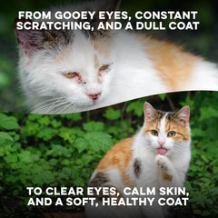 BestLife4Pets étiquette lisible montrant ingrédients naturels et qualité