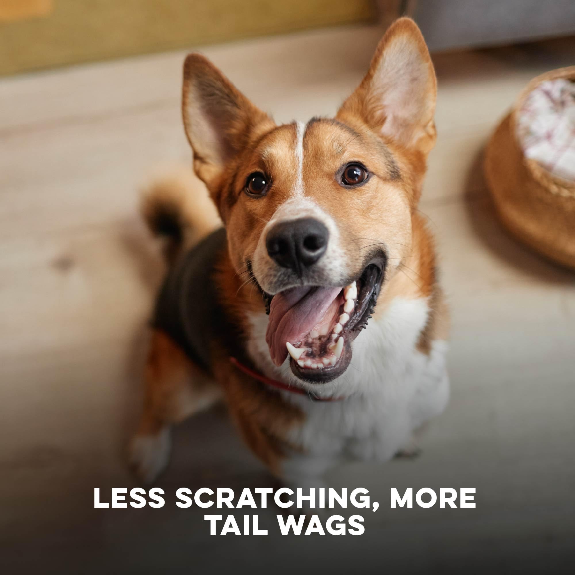 BestLife4Pets comprimé mélangé aux croquettes pour distribution quotidienne