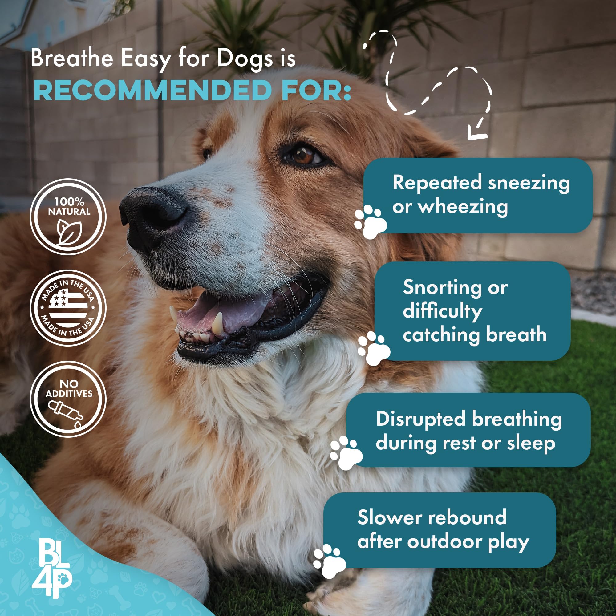 BestLife4Pets administration en promenade pour calmer toux et inconfort respiratoire
