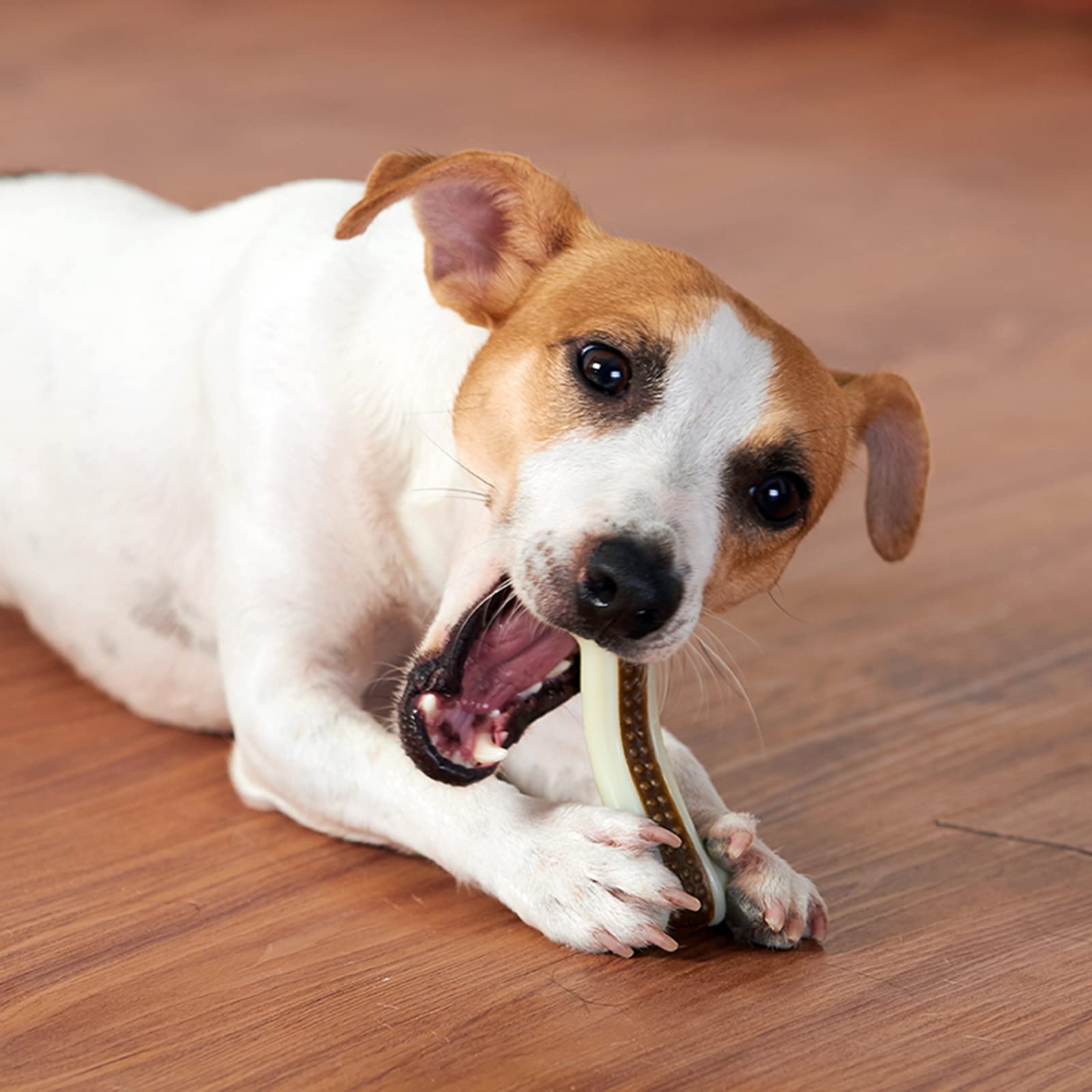 BETTEPROD chien en train de mâcher l'os, réduction de l'ennui