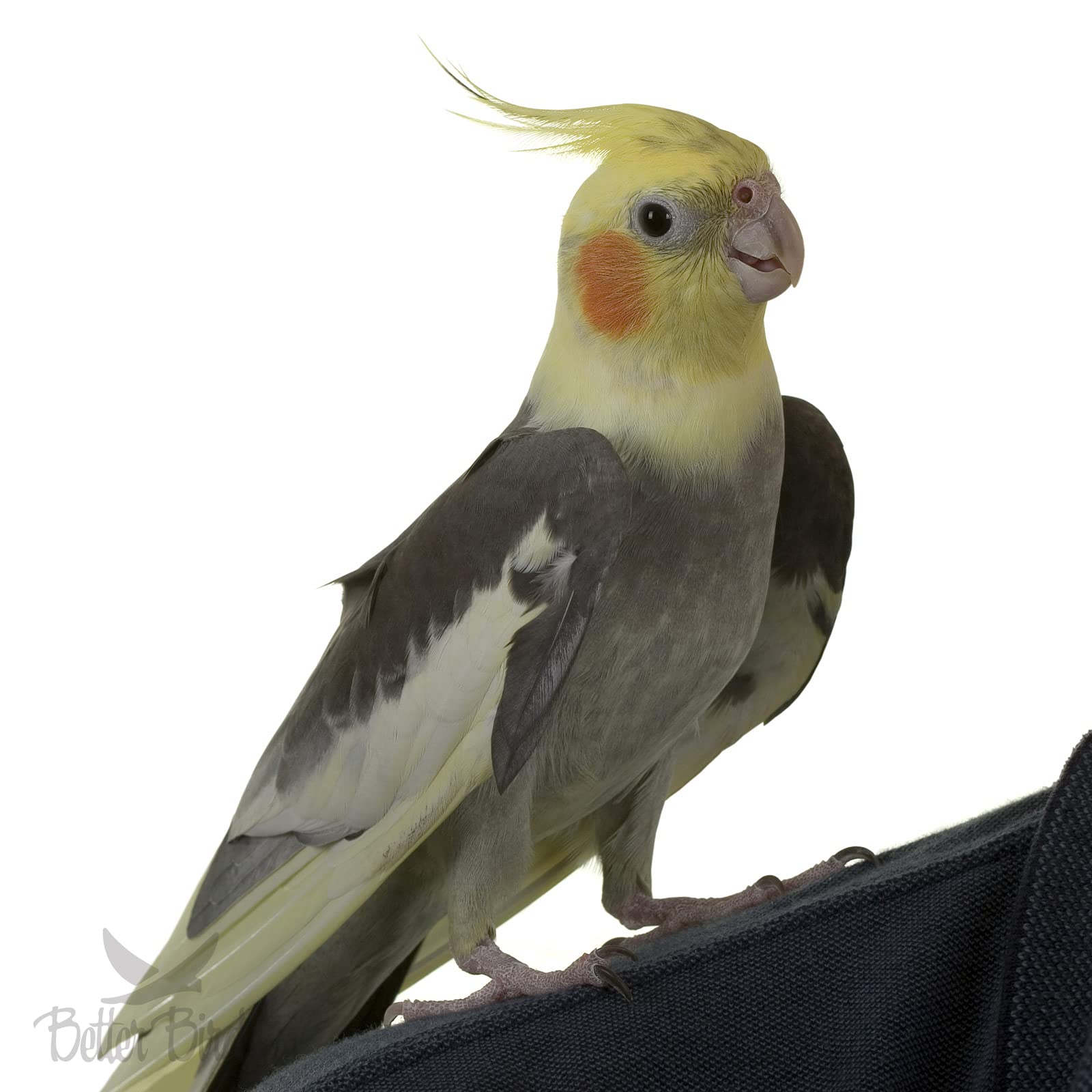 Better Bird dans une cage utilisé par une calopsitte pour une alimentation facile