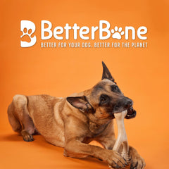 BetterBone gros plan texture montrant nubs et rainures pour nettoyage dentaire