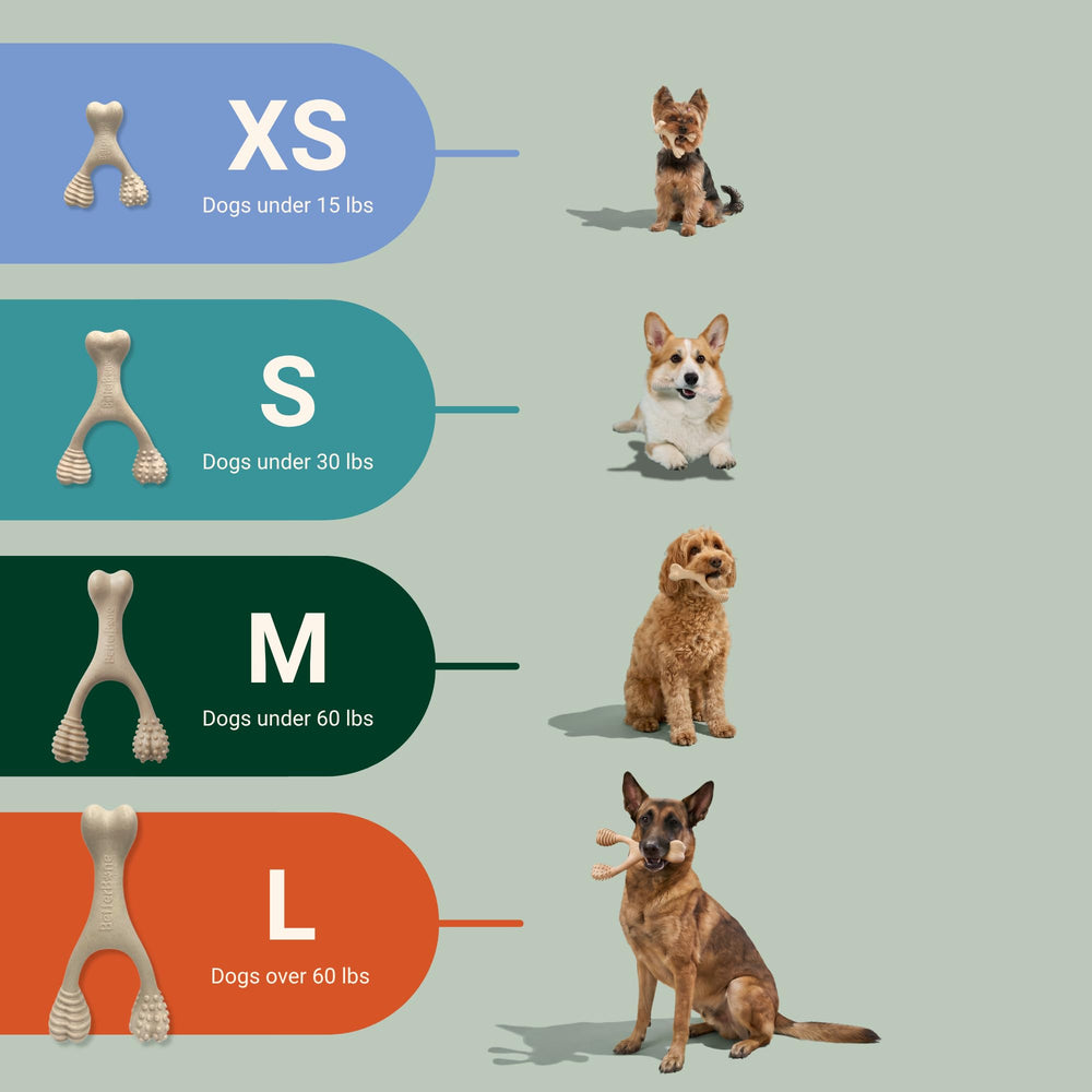 Comparaison d'échelle BetterBone près d'une main pour visualiser taille adaptée aux grands chiens