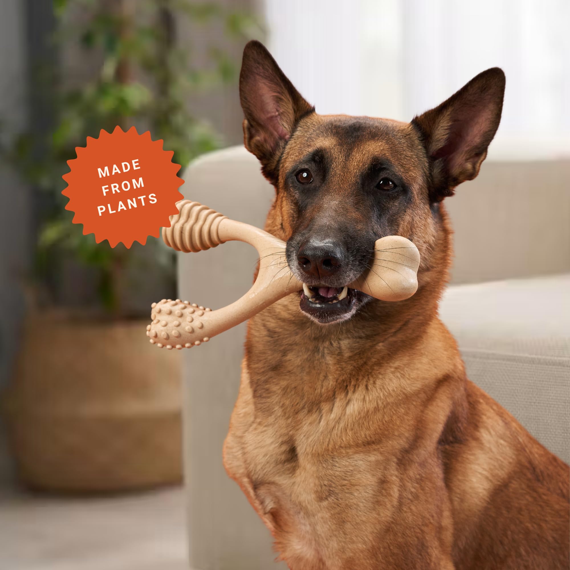 Chien mâchant BetterBone Hard Density Veggie tenant l'os entre les pattes pour engagement prolongé