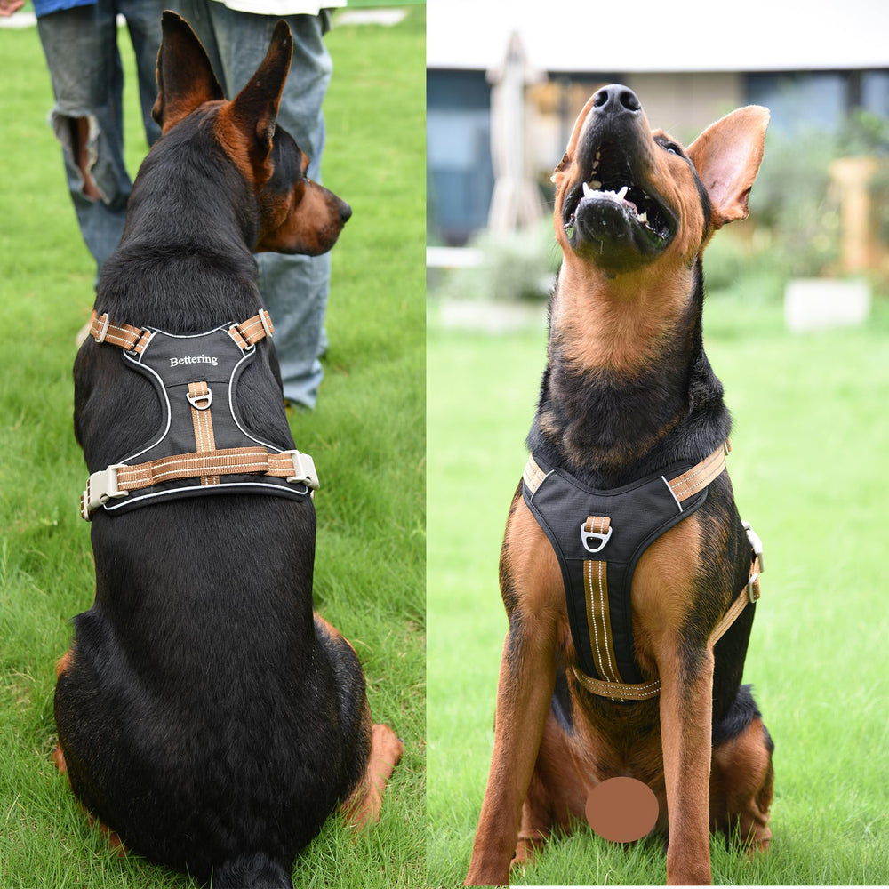 Bettering harnais taille M porté par chien démontrant coupe adaptée