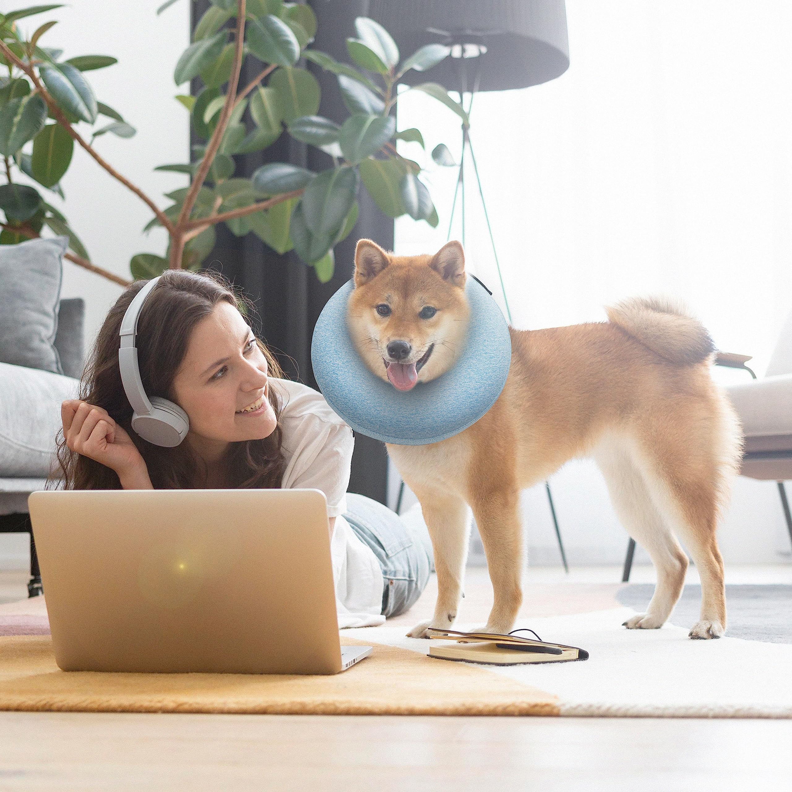 Big Ant chien mange confortablement avec le collier après chirurgie