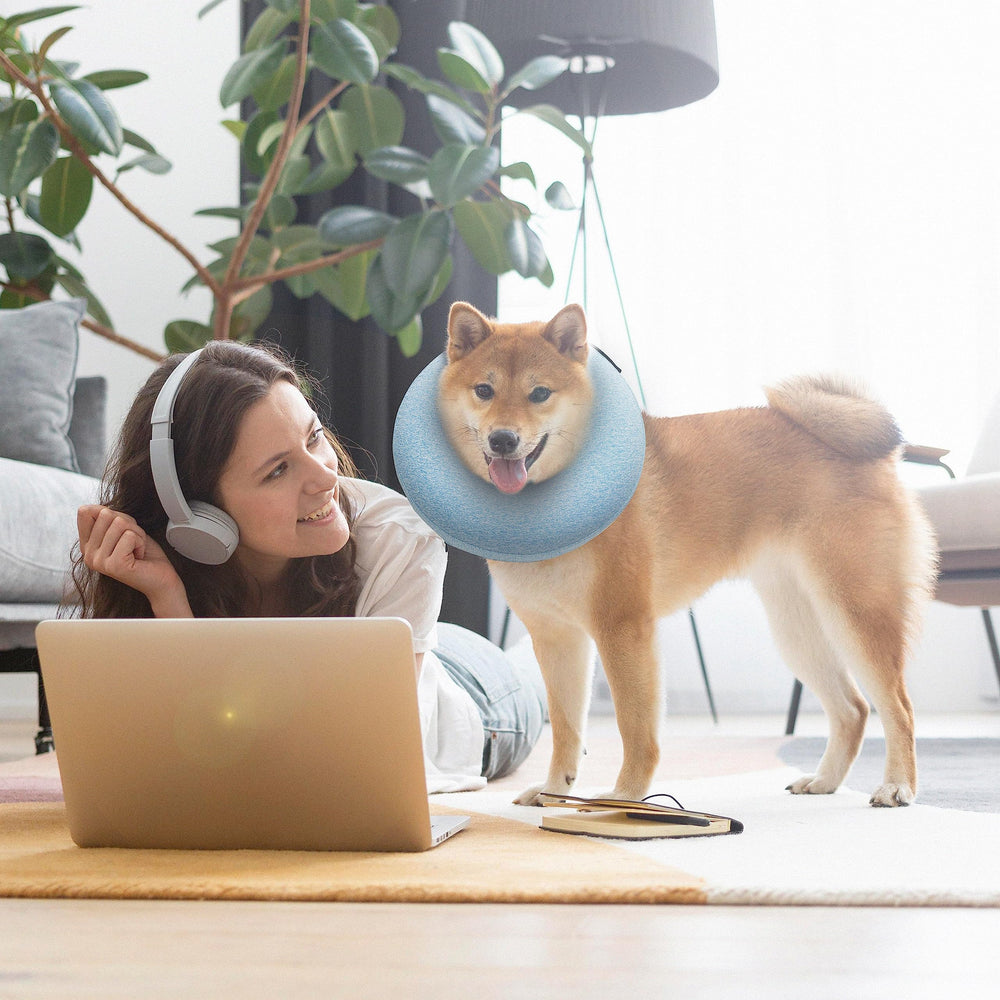 Big Ant chien mange confortablement avec le collier après chirurgie
