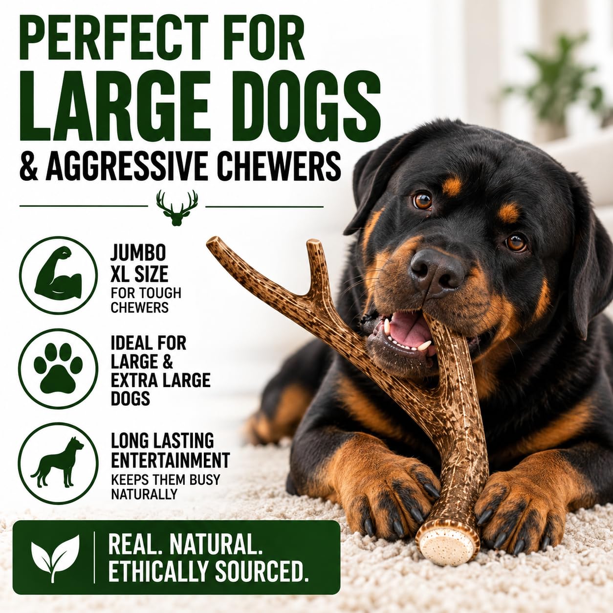 Big Dog Antler Chews gros plan texture dense offrant résistance à la mastication