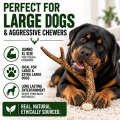 Big Dog Antler Chews gros plan texture dense offrant résistance à la mastication