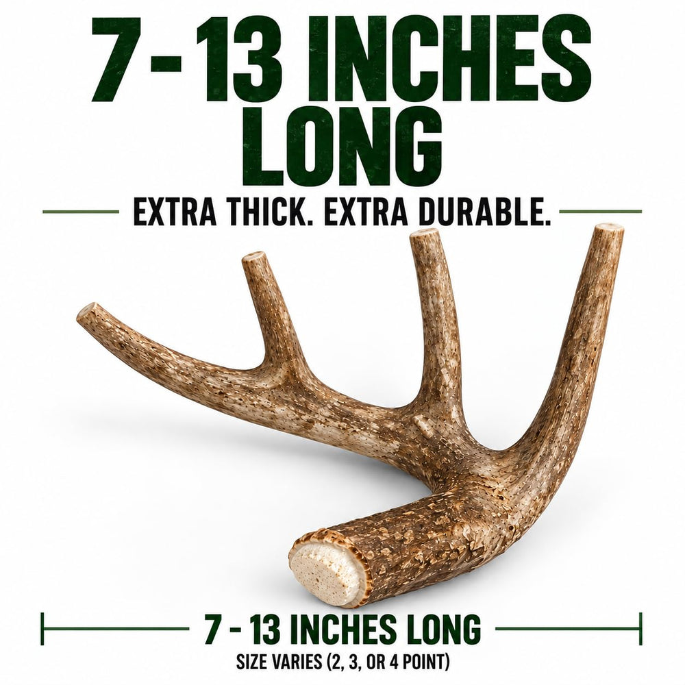 Big Dog Antler Chews pointes tronquées sécurisées pour prévenir les coupures
