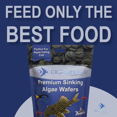 BIG KAHUNA TROPICAL FISH gros plan pastille 12 mm montrant texture ferme bénéfique
