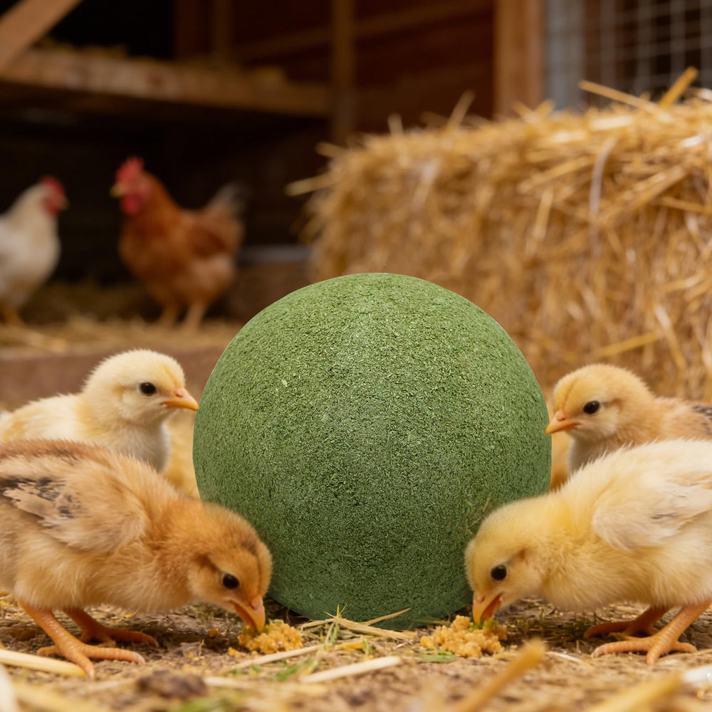 BingegePet comparaison taille 10 cm facile à déplacer par poules