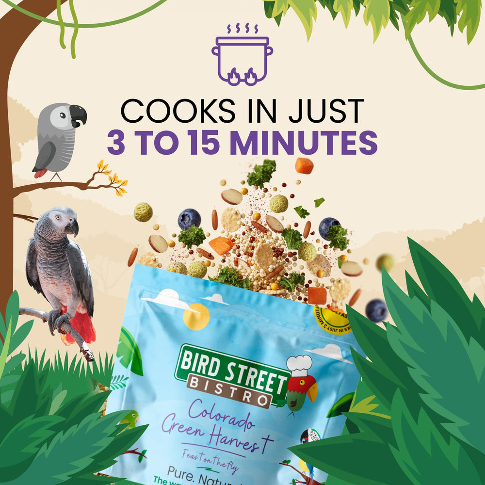 Bird Street Bistro dans une cage avec perroquet encourage le comportement de recherche