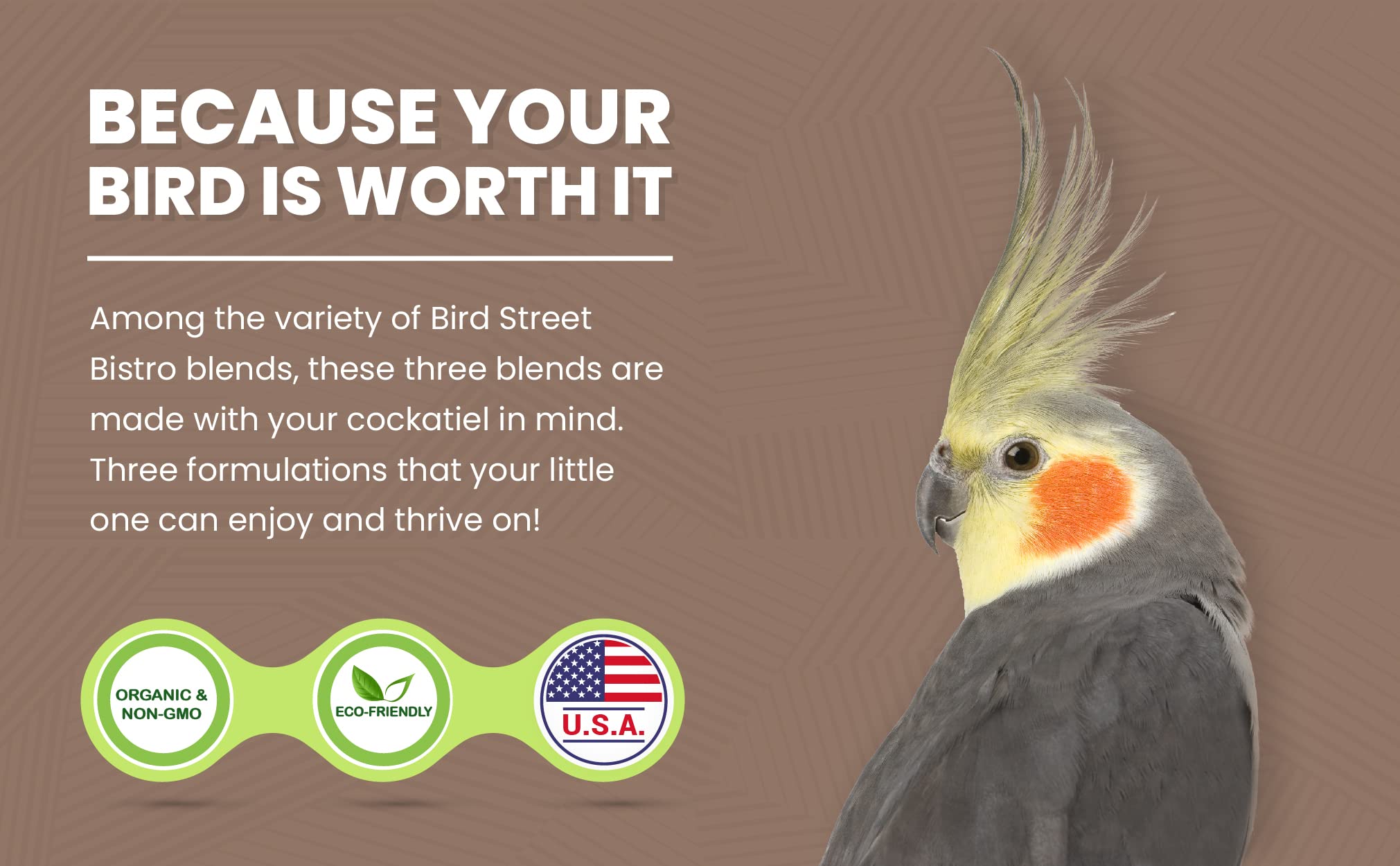 Bird Street Bistro mise en scène dans cage avec oiseau, enrichissement quotidien
