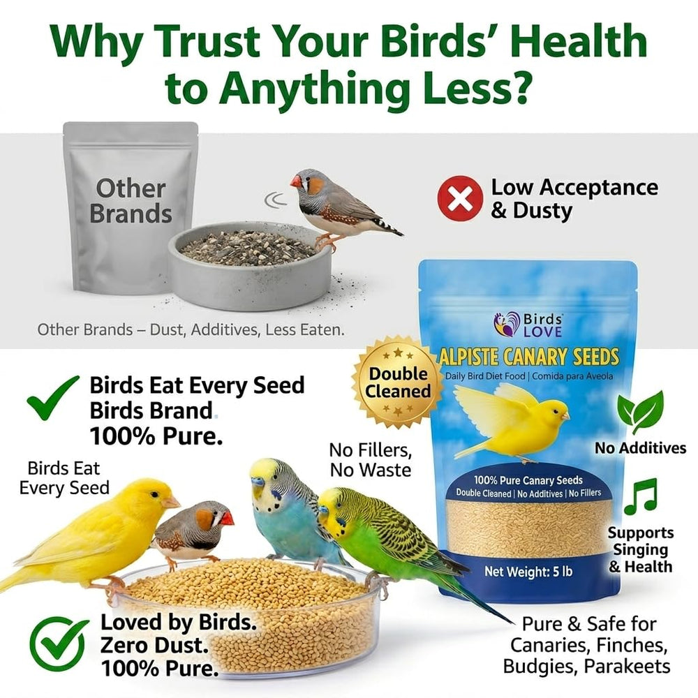 Bol de graines Birds LOVE près d'un canari actif, visuel d'alimentation saine au quotidien