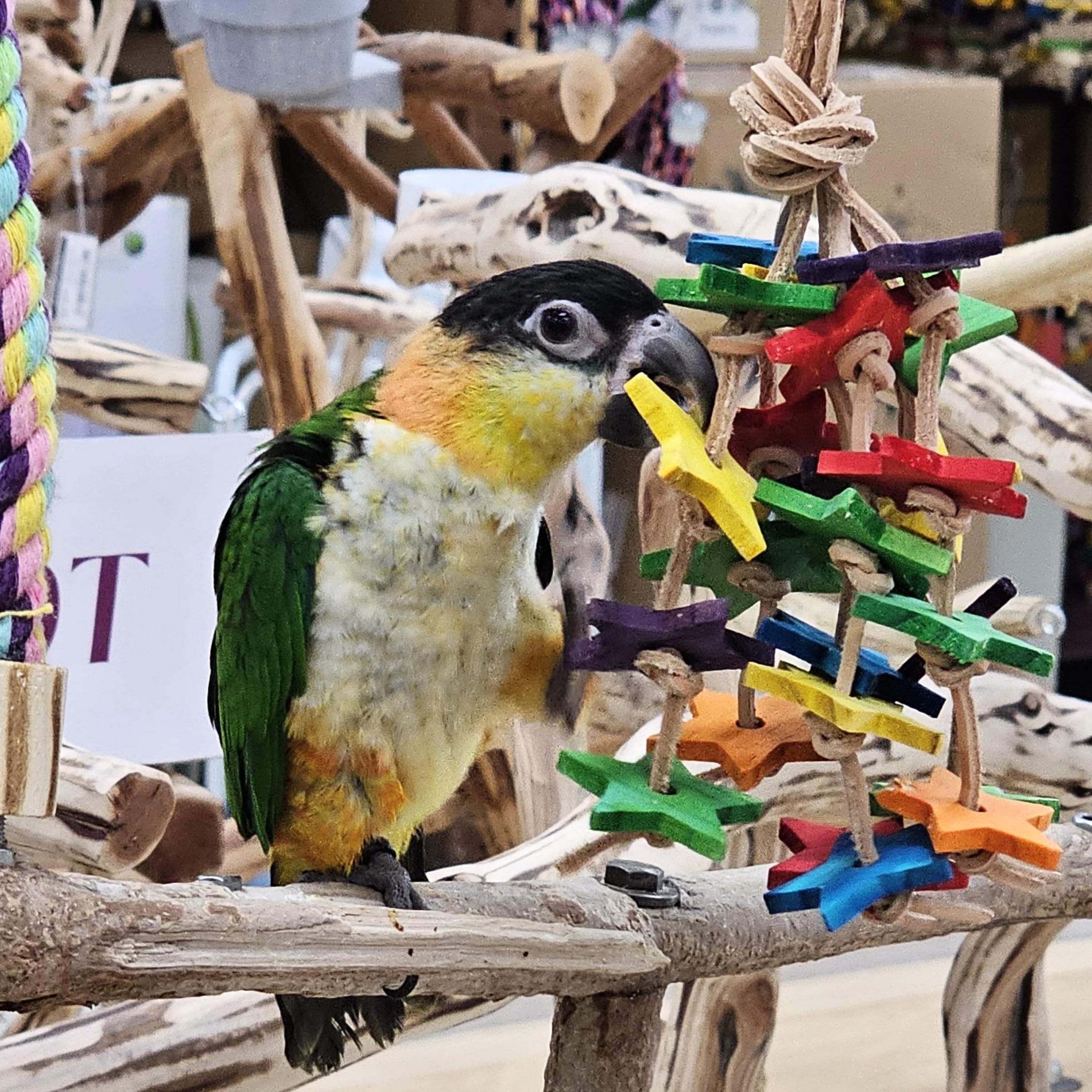 Birds LOVE comparaison taille avec main pour évaluer dimension adaptée
