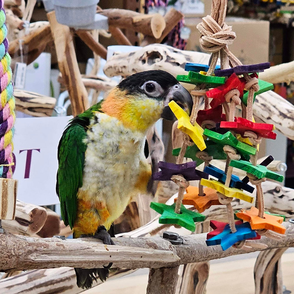Birds LOVE comparaison taille avec main pour évaluer dimension adaptée