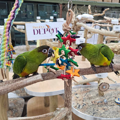 Birds LOVE cordon cuir résistant montrant nœud attractif pour toilettage